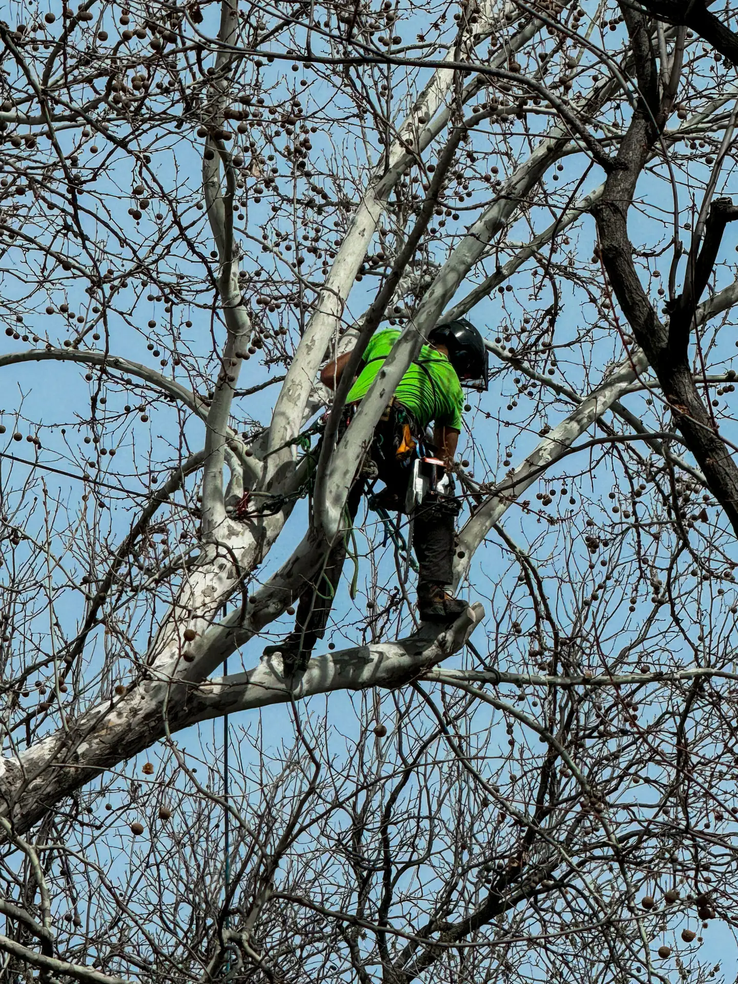 An image of a team member performing tree pruning on a Tulsa property