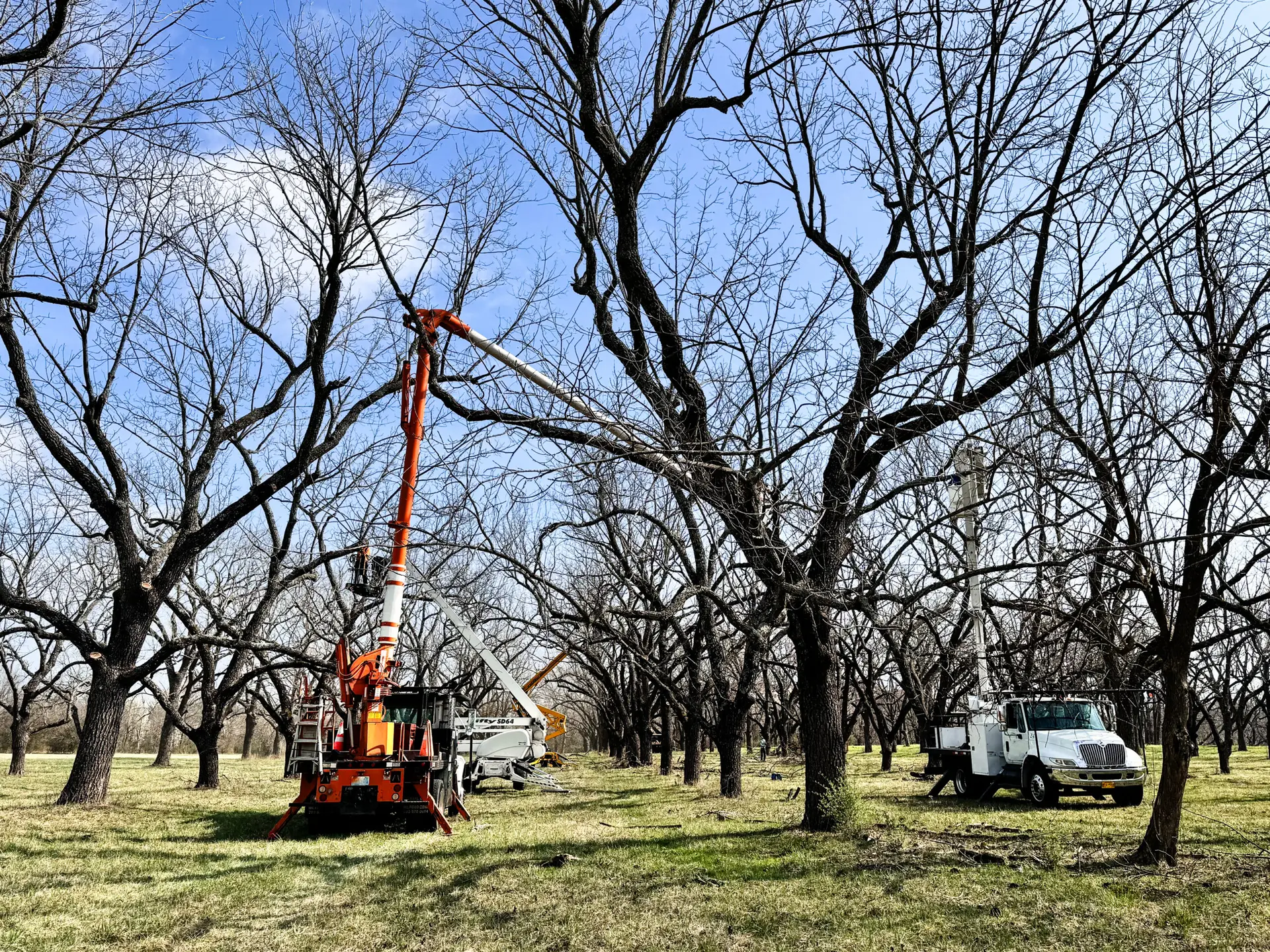 An image of a crew member using a lift to access the branches of a tall tree to perform a tree removal service for a client