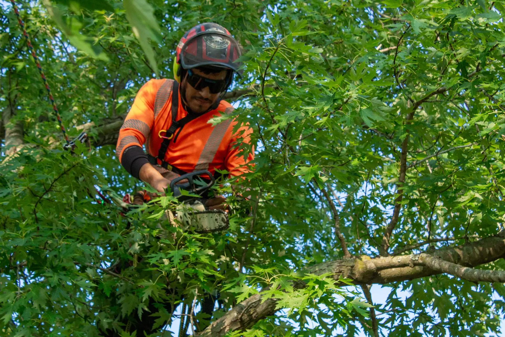 An inspection of a tree care professional about to cut a branch from a tree
