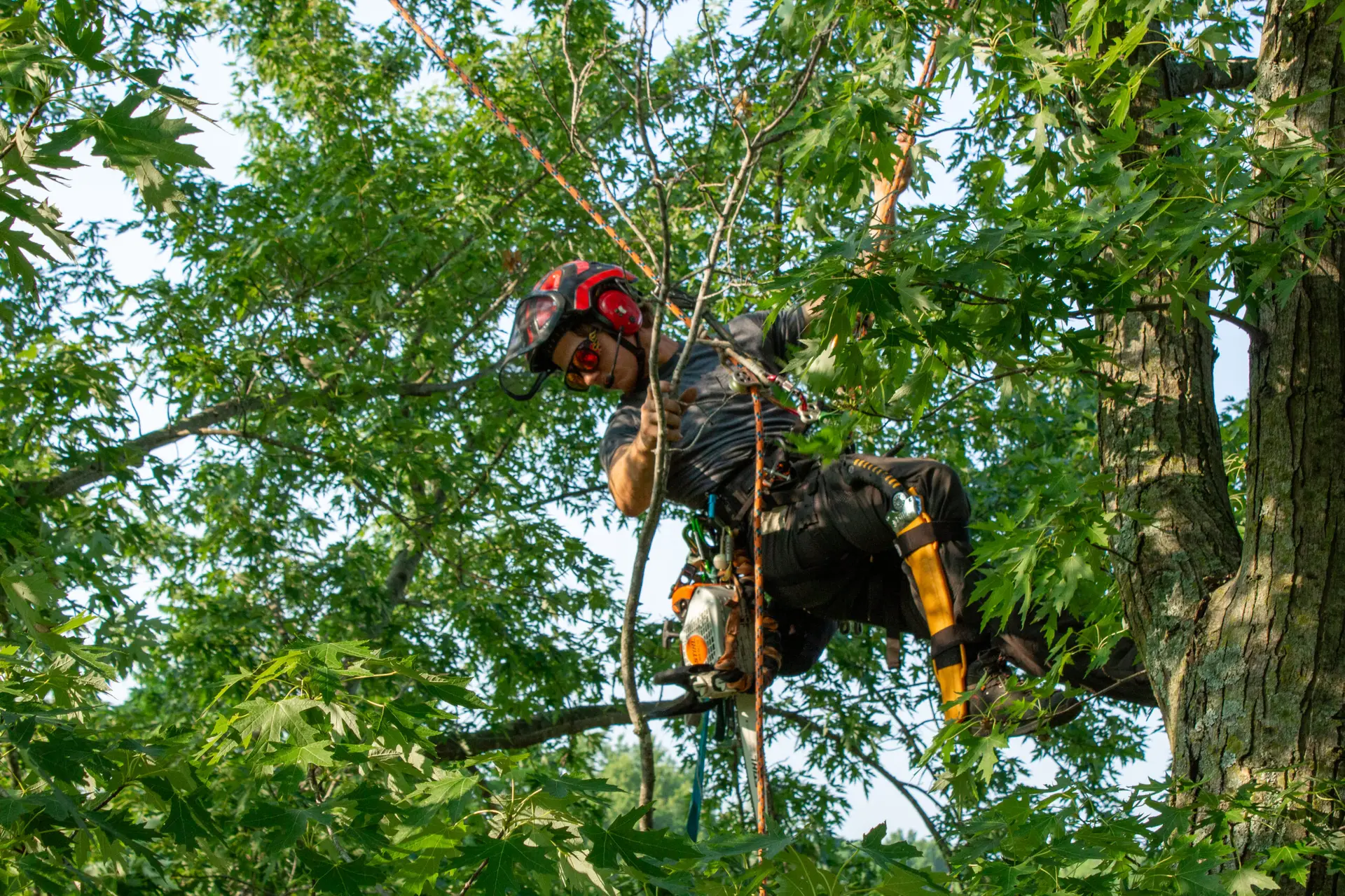 An image of a tree care specialist climbing a tree