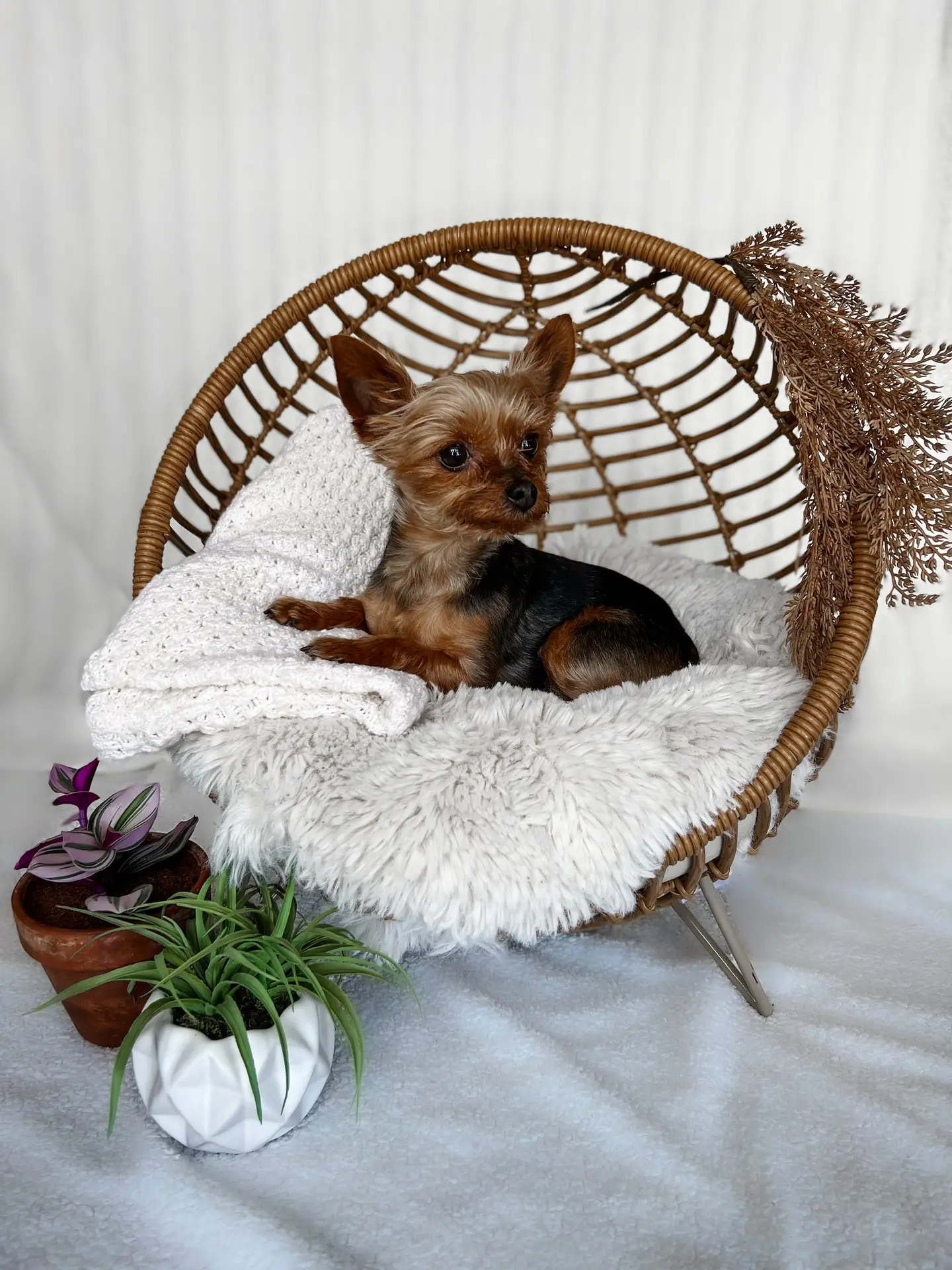An image of our office dog Eden